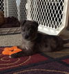 Bronx *Bronx/Paisley/Clyde Litter*