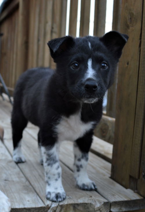 Everly *Arctic Litter* Puppy. New name: Maisie