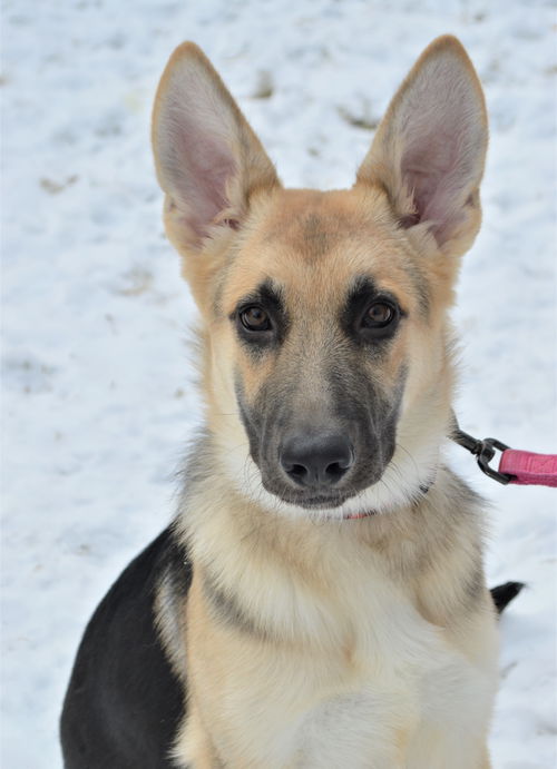Lucrezia (Luce). New name: Ruby