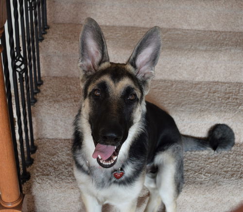 Blake. New name: Toby