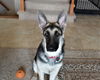 Blake. New name: Toby