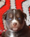 Vittoria *Capri's Puppy*. New name: Koa