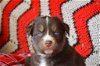 Vittoria *Capri's Puppy*. New name: Koa