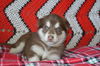 Olive *Capri’s Puppy*