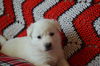 Enzo *Capri’s Puppy*