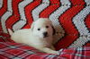 Enzo *Capri’s Puppy*