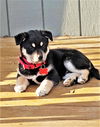 Cullan *Irish Bunch Litter* Puppy