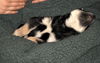 Cullan *Irish Bunch Litter* Puppy