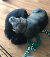 Brent *Maggie's Litter* Puppy