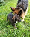 Brent *Maggie's Litter* Puppy