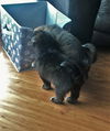 Brent *Maggie's Litter* Puppy