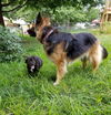 Brent *Maggie's Litter* Puppy