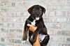 Brent *Maggie's Litter* Puppy