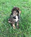Brent *Maggie's Litter* Puppy