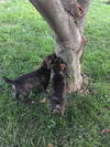 Brent *Maggie's Litter* Puppy