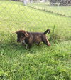 Brent *Maggie's Litter* Puppy