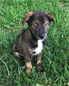 Brent *Maggie's Litter* Puppy