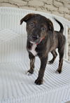 Brent *Maggie's Litter* Puppy