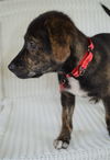 Brent *Maggie's Litter* Puppy