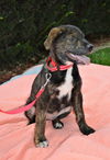 Brent *Maggie's Litter* Puppy