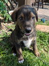 Hamilton *Maggie's Litter* Puppy