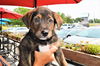 Hamilton *Maggie's Litter* Puppy