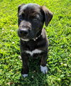 Butler *Maggie's Litter* Puppy