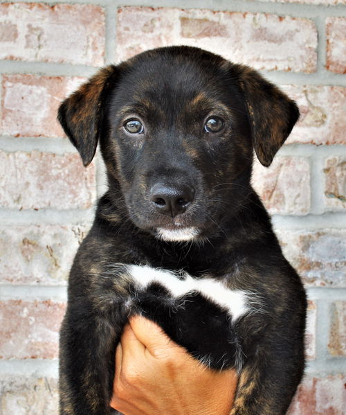 Butler *Maggie's Litter* Puppy