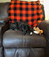 Butler *Maggie's Litter* Puppy
