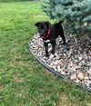 Butler *Maggie's Litter* Puppy