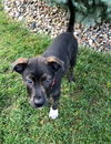 Butler *Maggie's Litter* Puppy