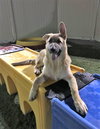 Carson *Tierney/Prada/Carson Litter*. Nka Carsyn