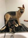 Carson *Tierney/Prada/Carson Litter*. Nka Carsyn