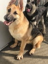 Carson *Tierney/Prada/Carson Litter*. Nka Carsyn