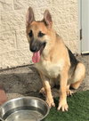 Carson *Tierney/Prada/Carson Litter*. Nka Carsyn