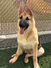 Carson *Tierney/Prada/Carson Litter*. Nka Carsyn
