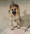 Carson *Tierney/Prada/Carson Litter*. Nka Carsyn