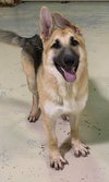 Carson *Tierney/Prada/Carson Litter*. Nka Carsyn