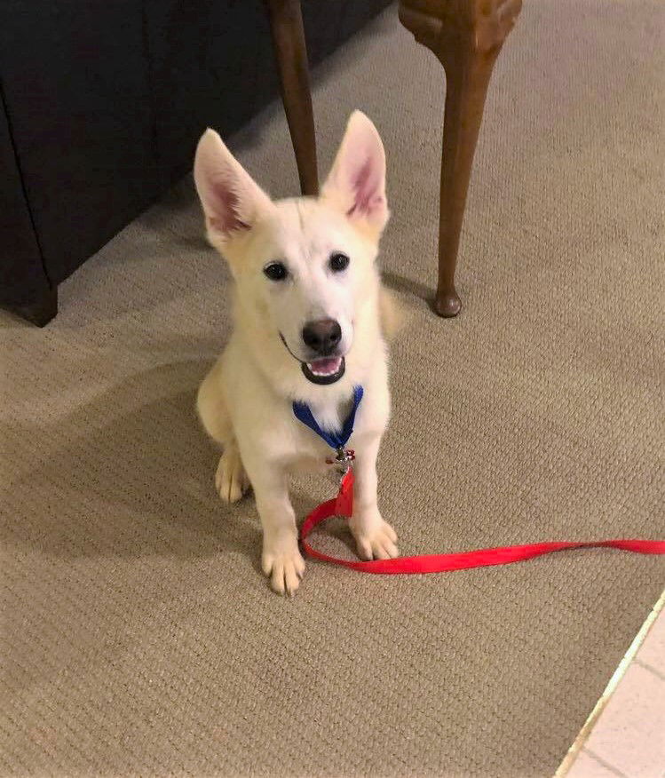 6 month old white sales german shepherd