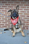 Duke *Miracle Dog*