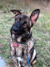 Duke *Miracle Dog*