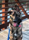 Duke *Miracle Dog*