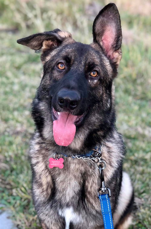 Duke *Miracle Dog*