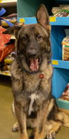 Duke *Miracle Dog*