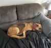 Luna *Miracle Dog*