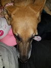 Luna *Miracle Dog*