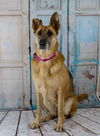 Luna *Miracle Dog*