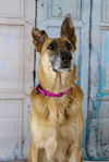 Luna *Miracle Dog*