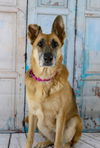 Luna *Miracle Dog*
