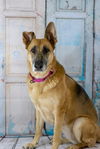 Luna *Miracle Dog*